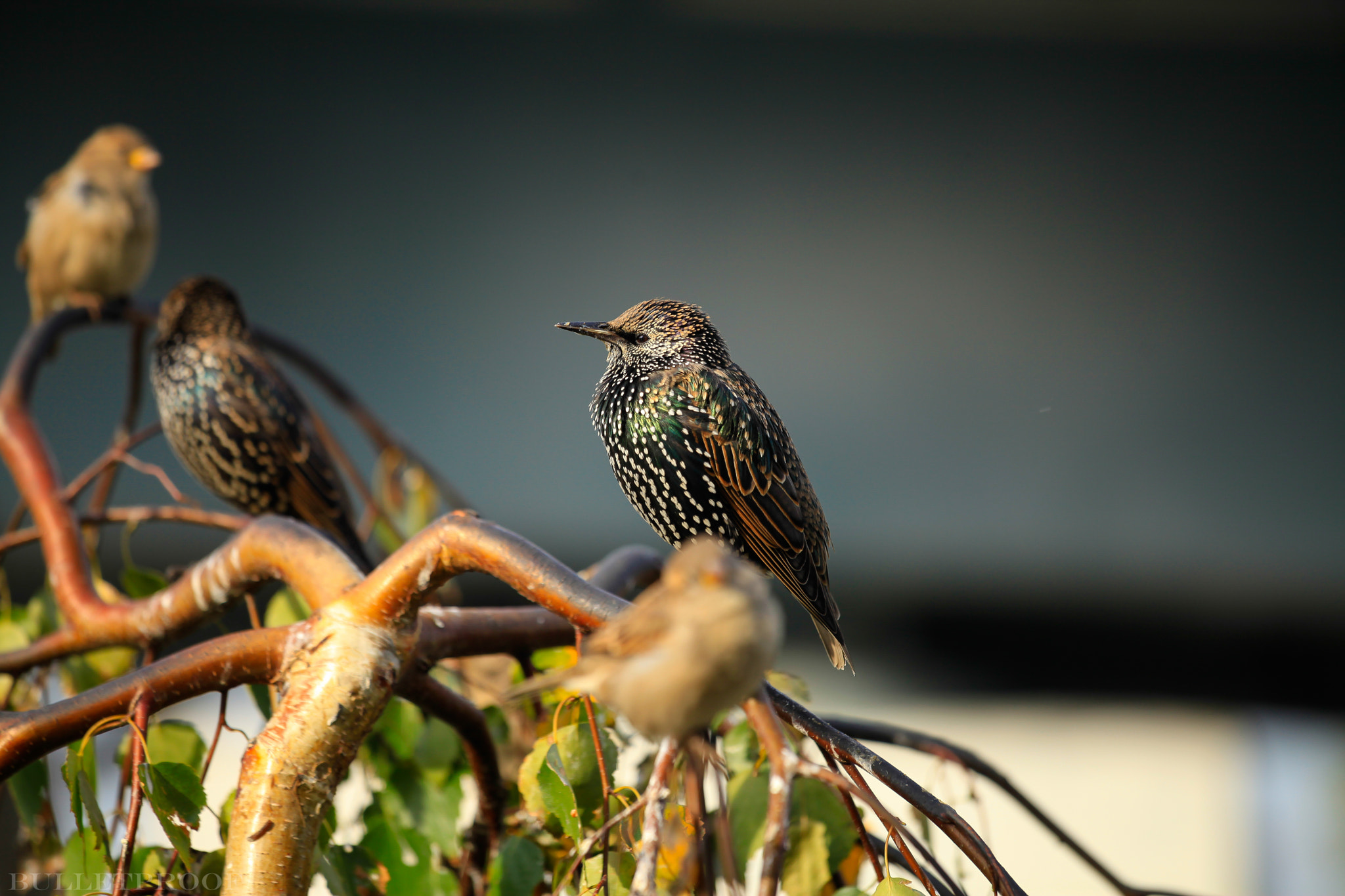 Fantastic Bird