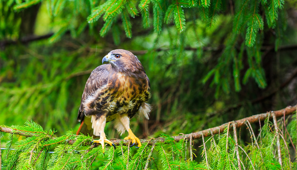 Red Tail Hawk Birds of Georgia: Top 10 Most Common Birds Found in Georgia: A Guide for Birdwatchers
