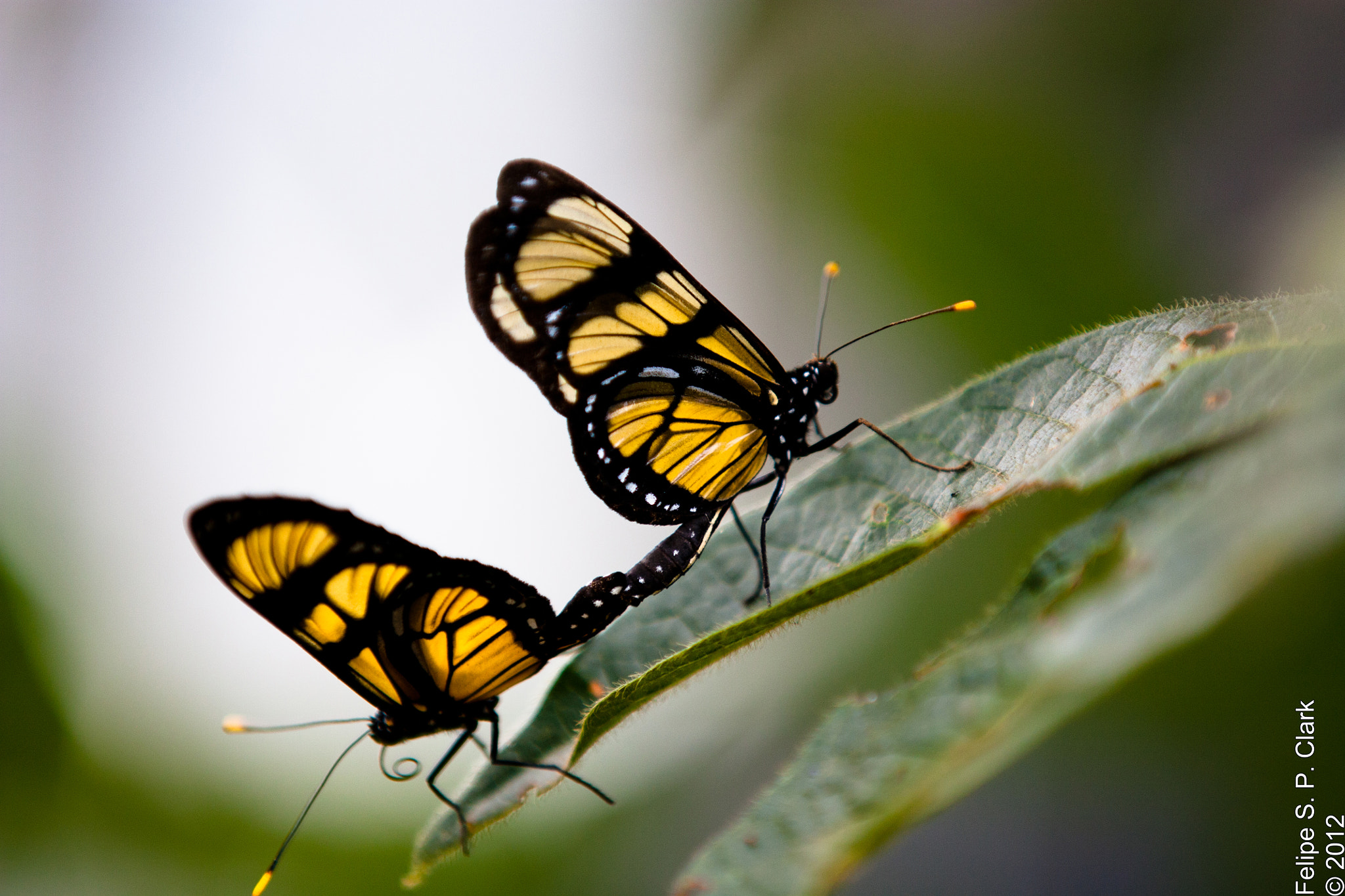 Butterfly reproduction by Felipe Clark Photo 8459384 / 500px