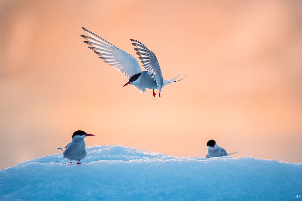 Arctic Tern Landing by Abhilash Sebastian on 500px.com
