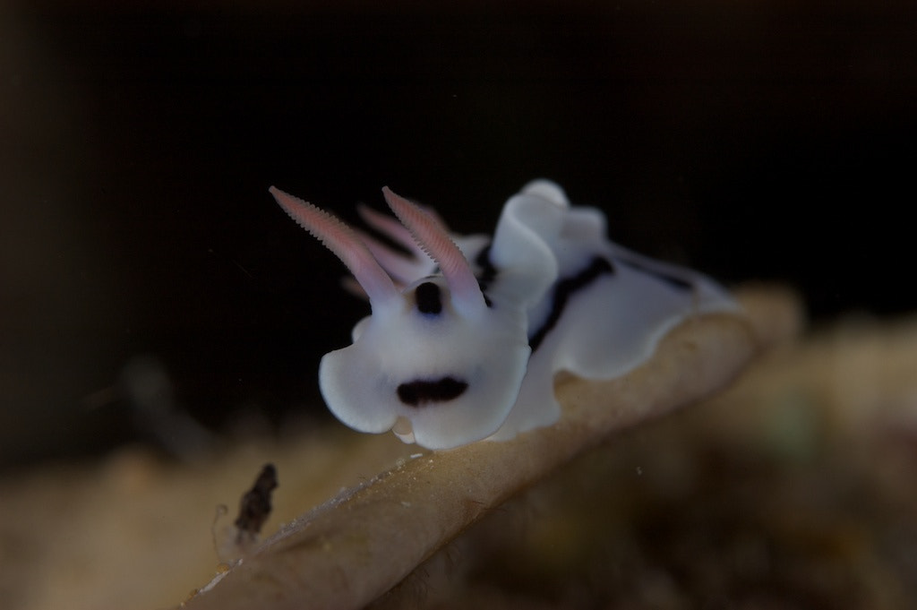 Chromodoris lochi on the march by Des Paroz on 500px.com