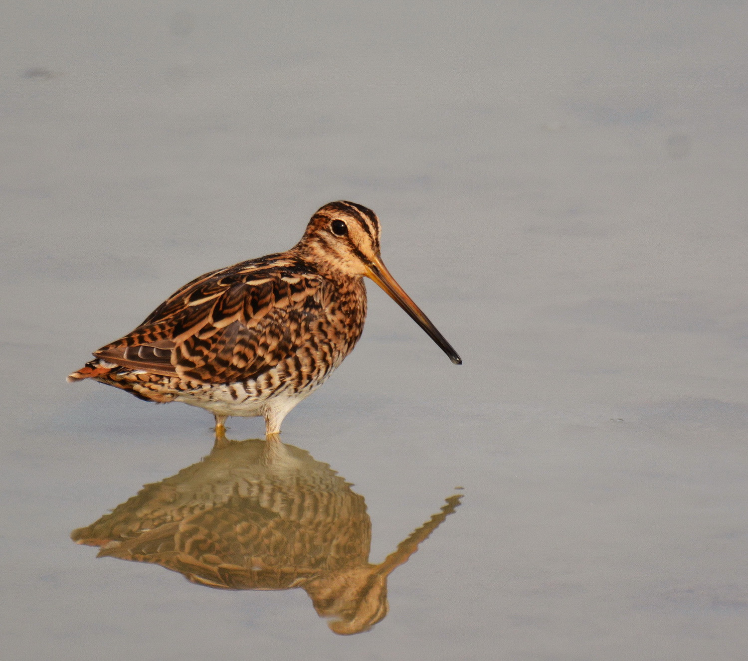 Snipe in View by Amar-Singh HSS / 500px