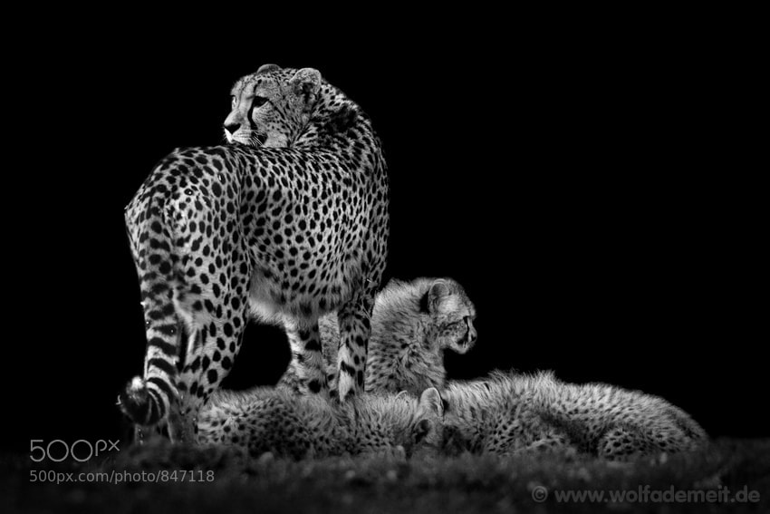 28cheetah mom