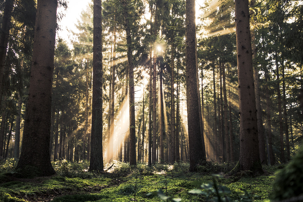 The Forest Of Light by Christian Wilmes on 500px.com