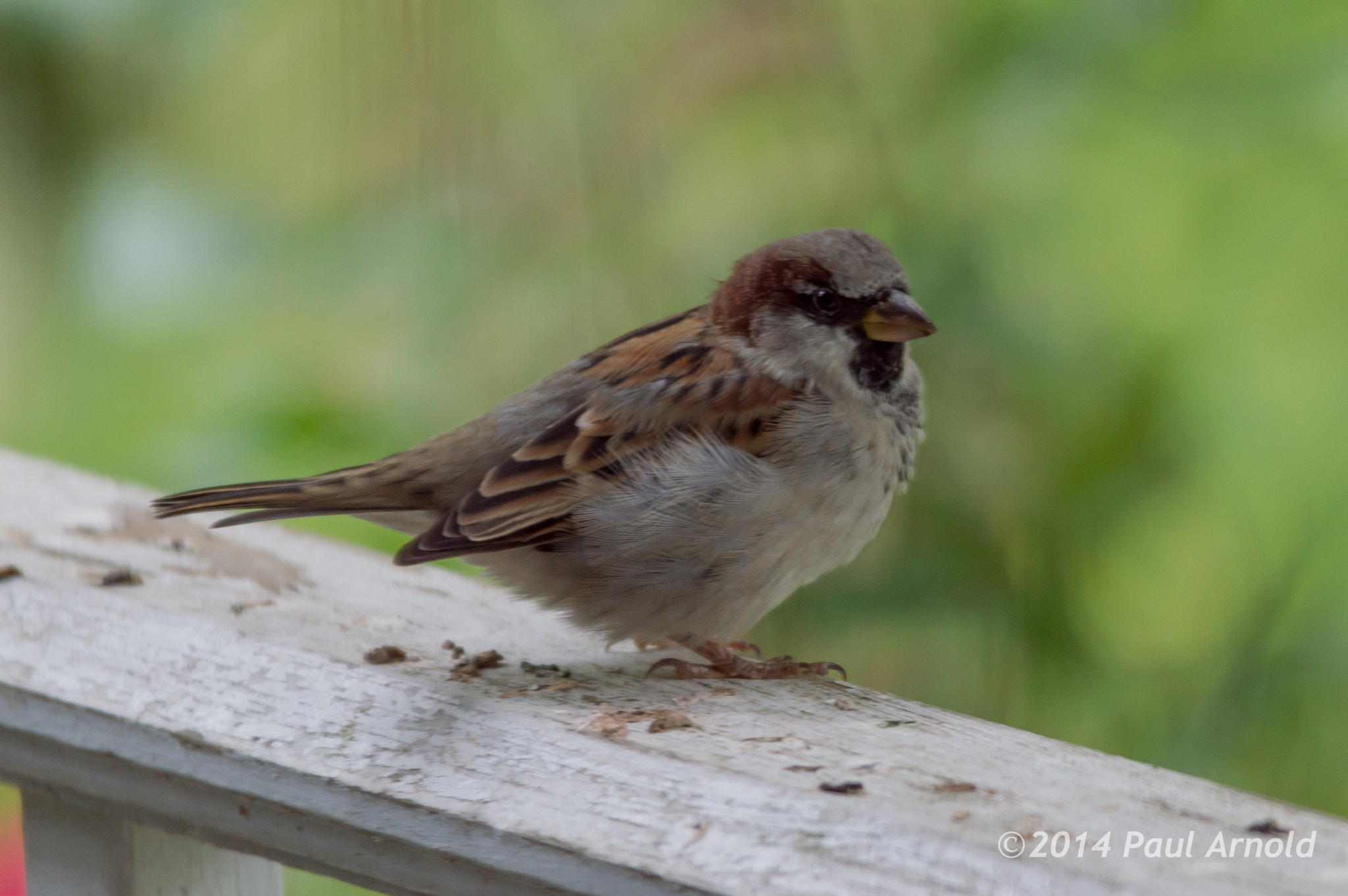 Sigma 150-500mm F5-6.3 DG OS HSM sample photo