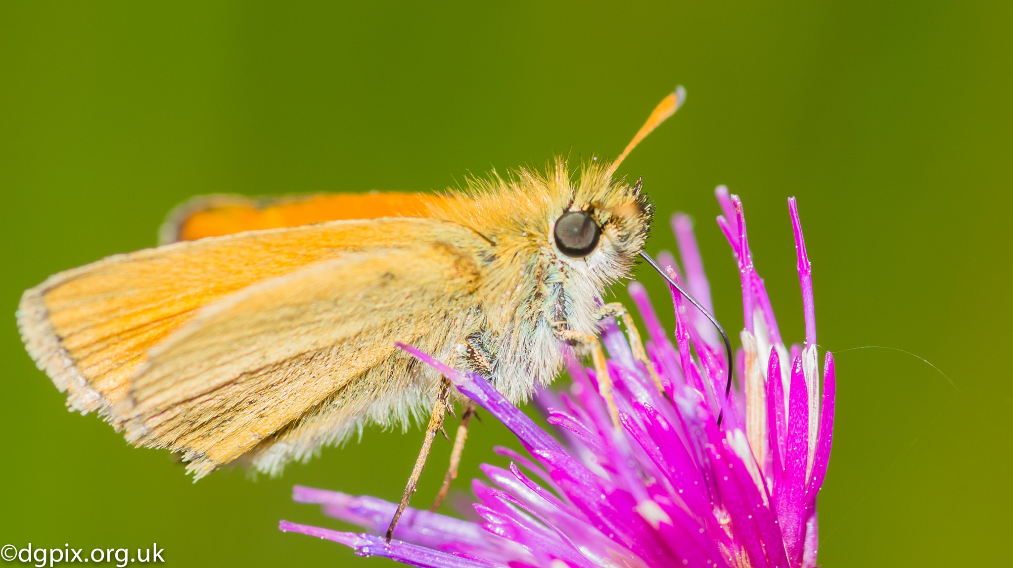 Sigma 105mm F2.8 EX DG Macro sample photo. Skipper photography