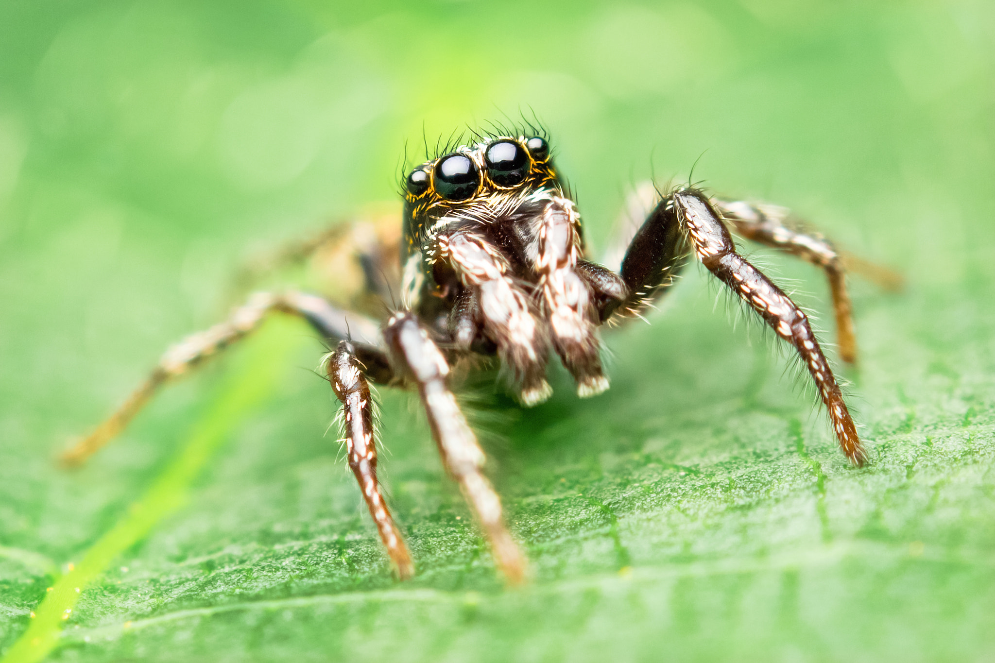 male zebra jumping spider by Alexander Rauch - Photo ...