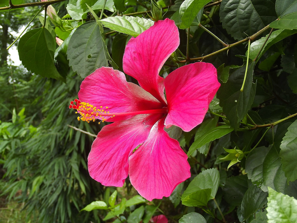 Hibiscus Flower by Ramesh Adhikari / 500px