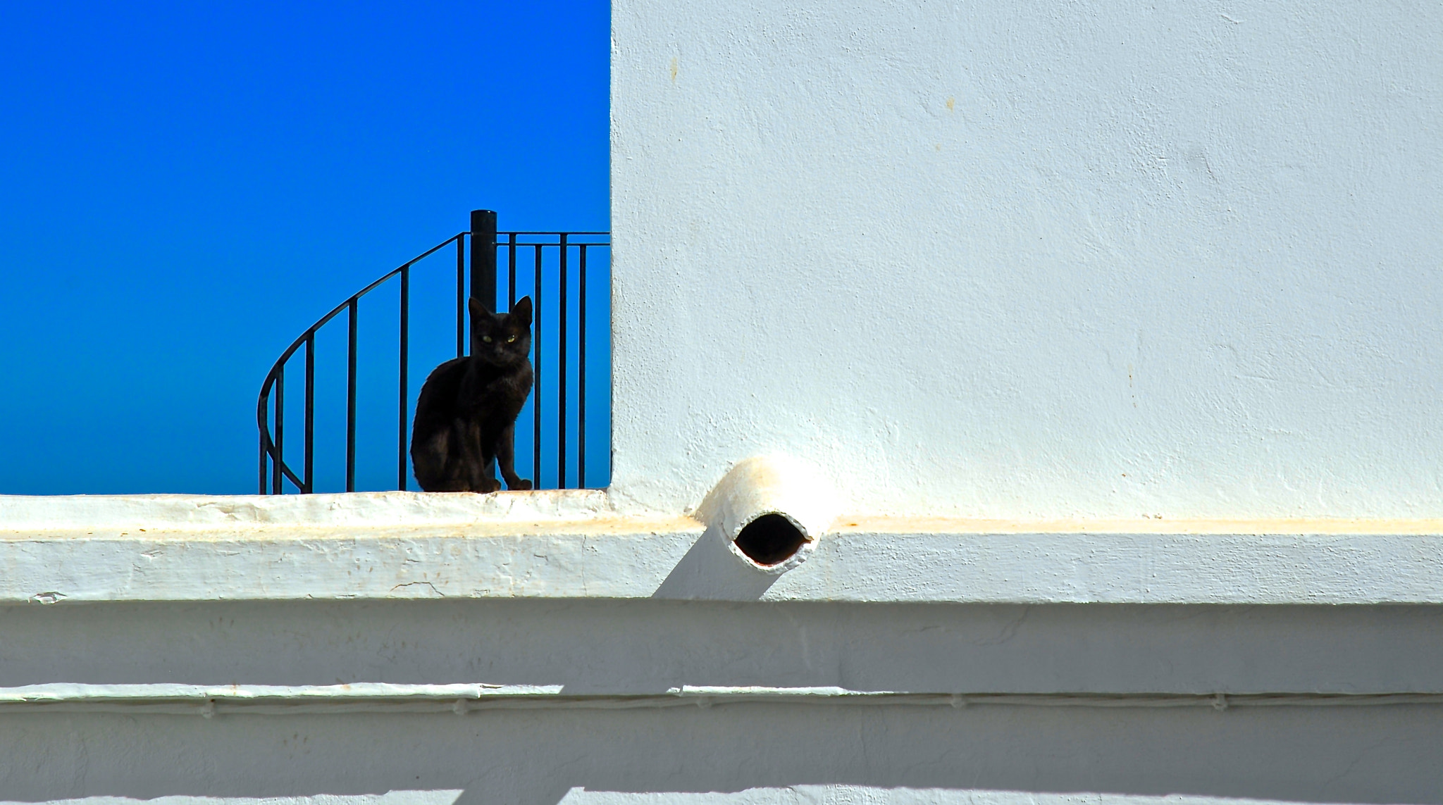 The Mediterranean Cat