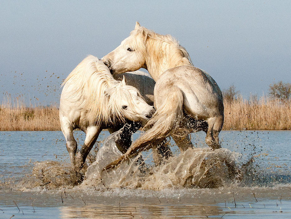 Camargue Stallions Play-fighting in Water (1) by John Hallam on 500px