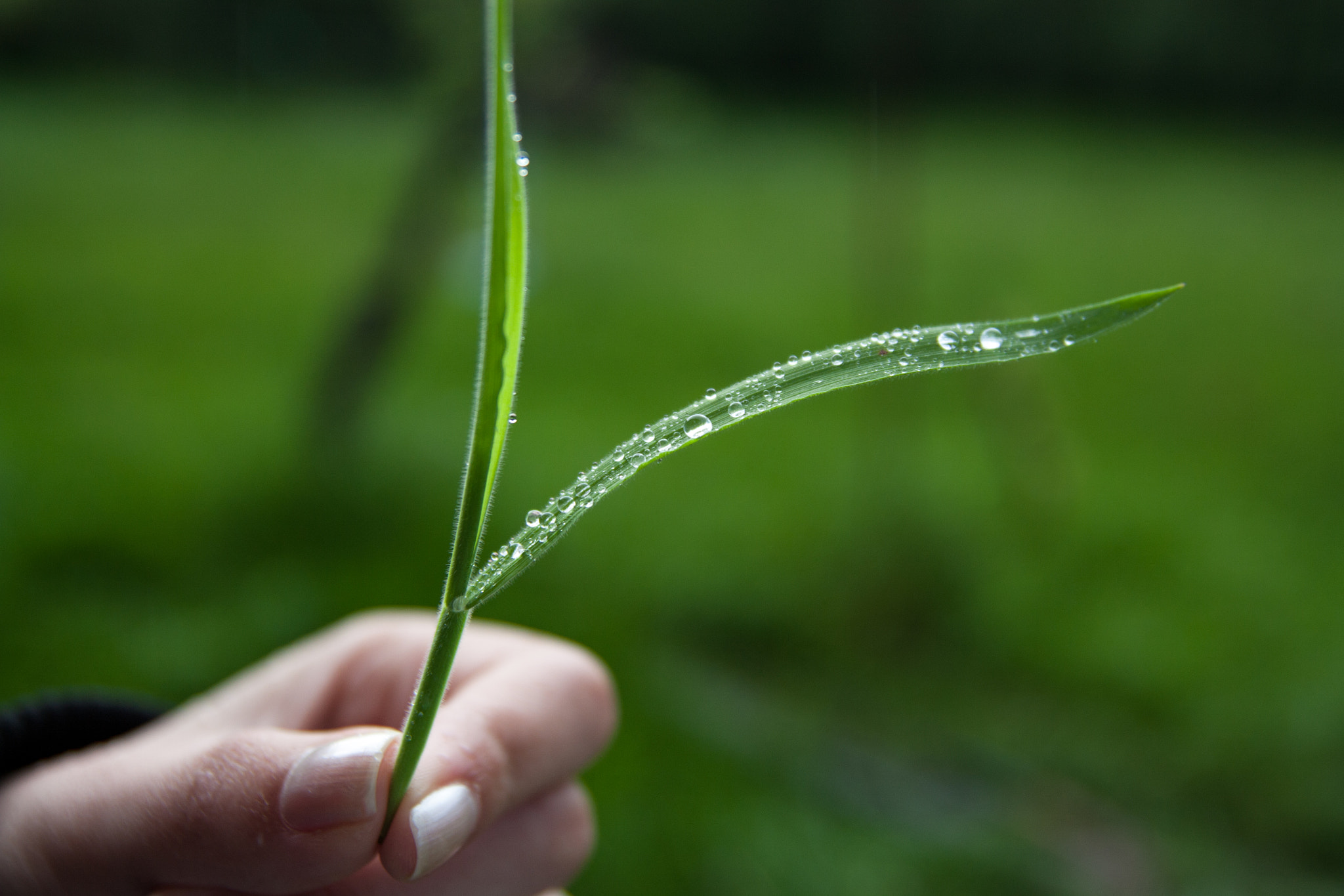 Drops Of Morning