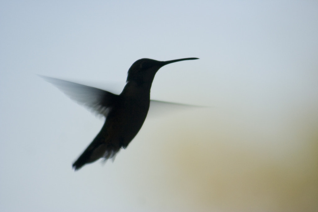 Hummer by Marshall Winslow on 500px.com
