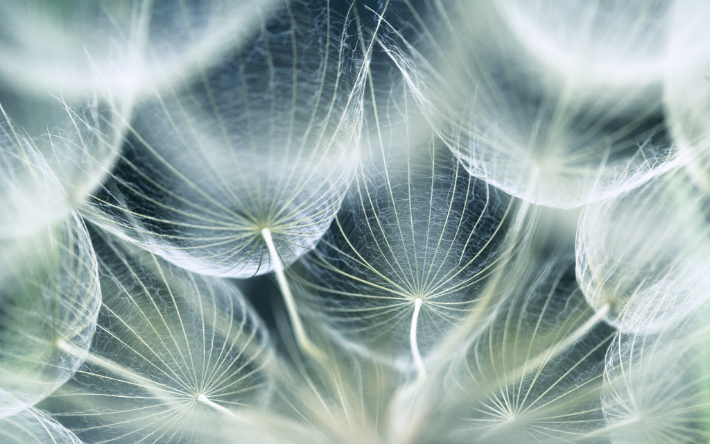 Travel into the inside of the dandelion by Irén Udvarházi on 500px.com