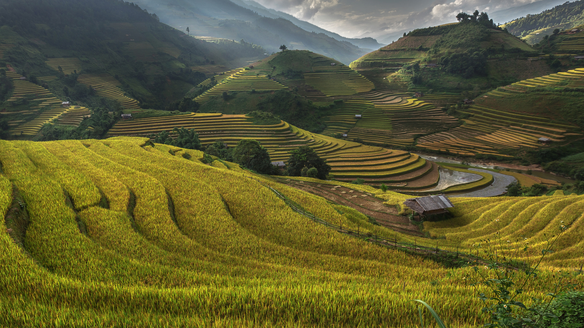 Golden rice terrace,Mu cang chai,Vietnam, by Jakkree Thampitakkul ...