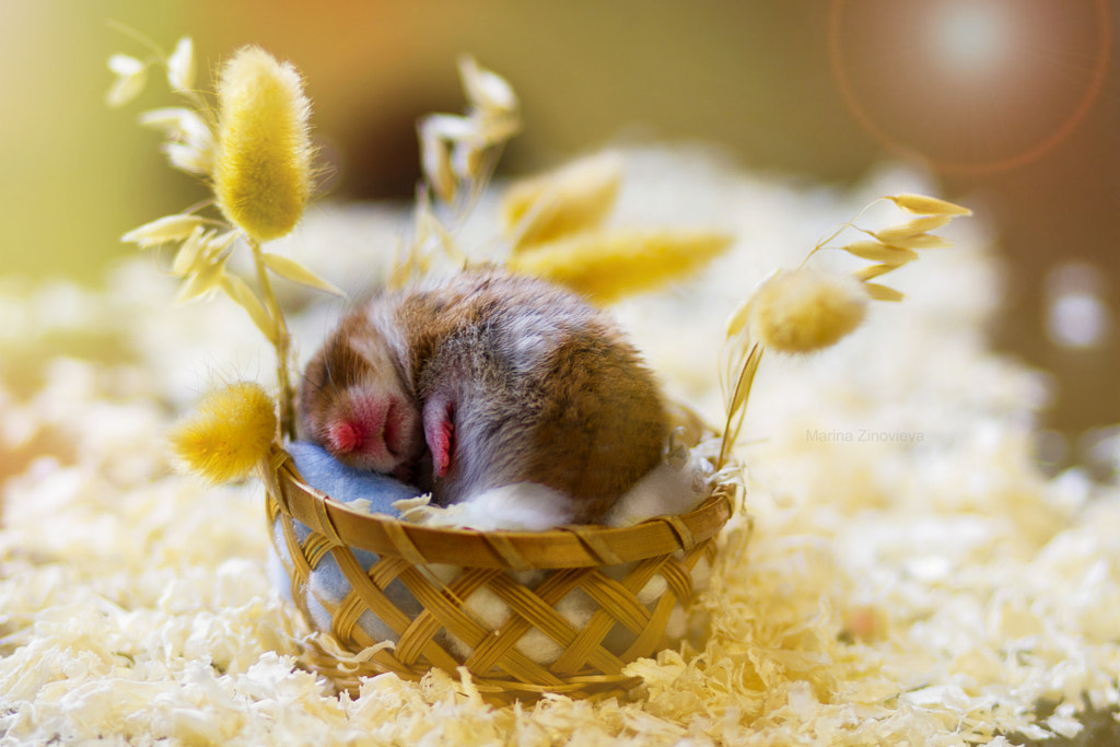 Sleeping hamster by Marina Zinovieva on 500px.com