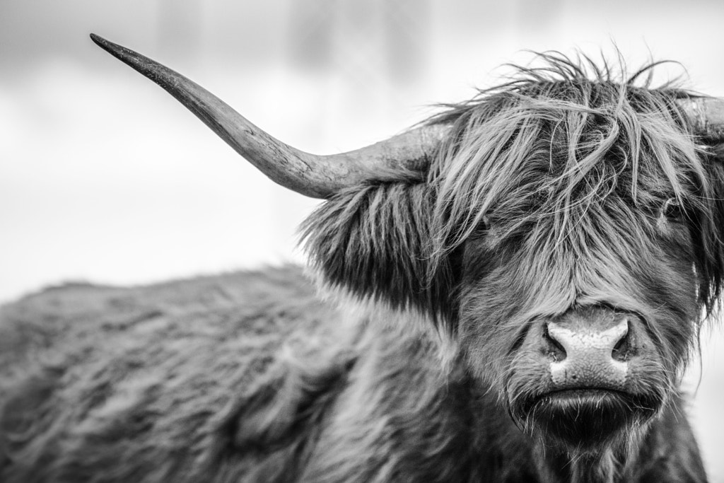Highland Coo by Paul Allen / 500px