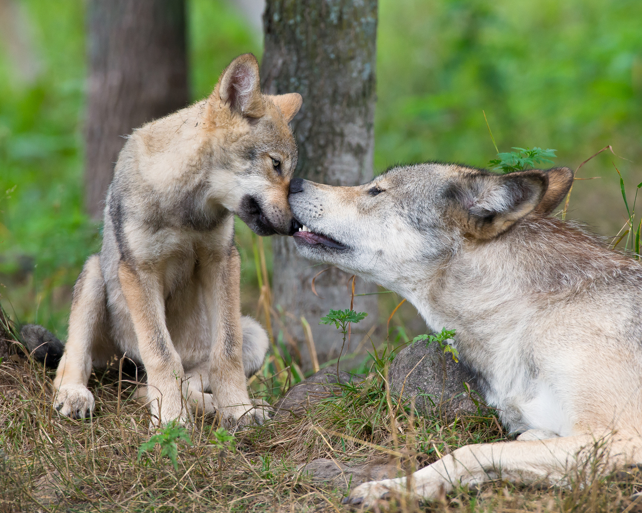 Wolf love