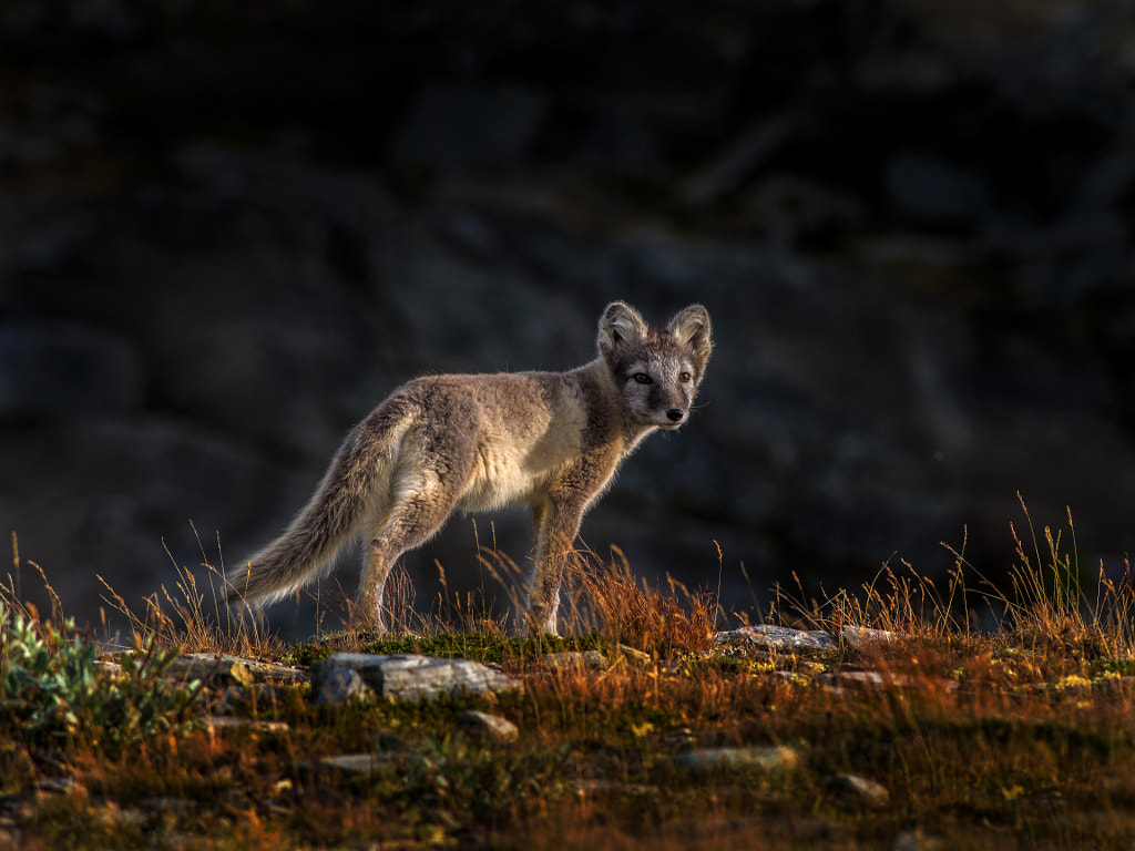 Arctic Fox by Nico van Gelder on 500px.com