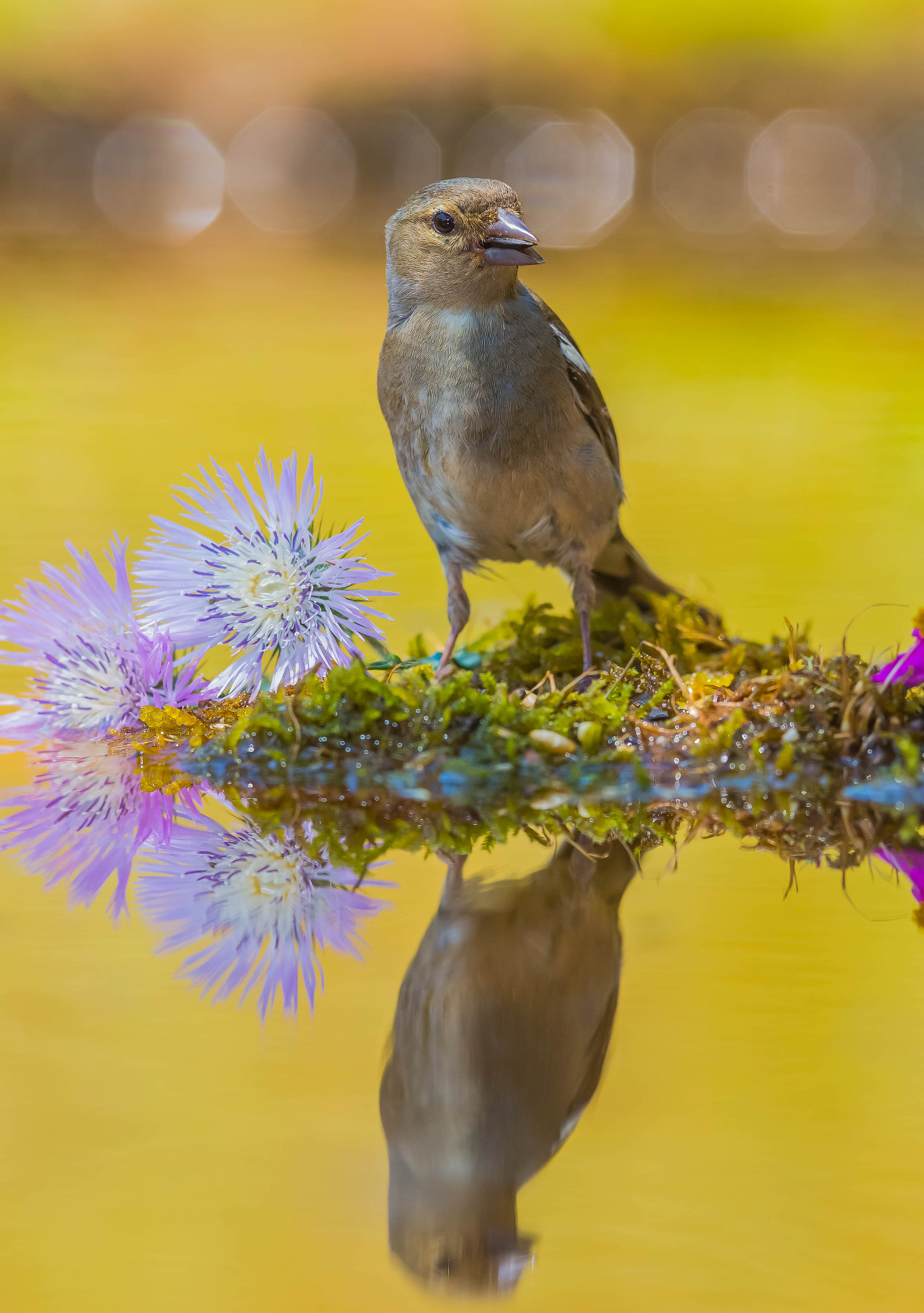 Pinzon vulgar - Common chaffinch