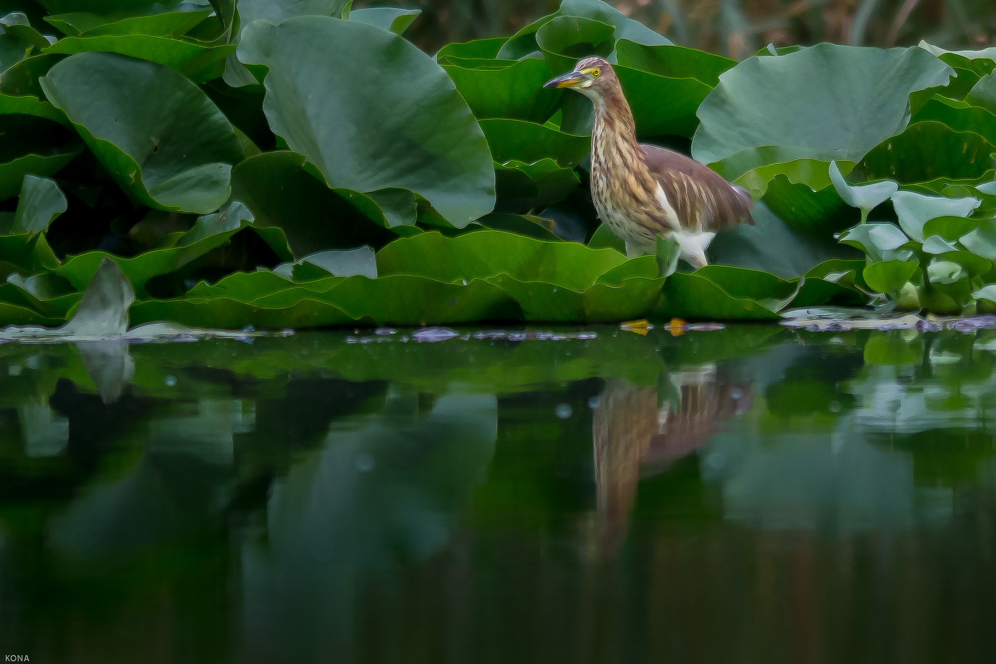 Nikon AF-S Nikkor 400mm F2.8G ED VR II sample photo