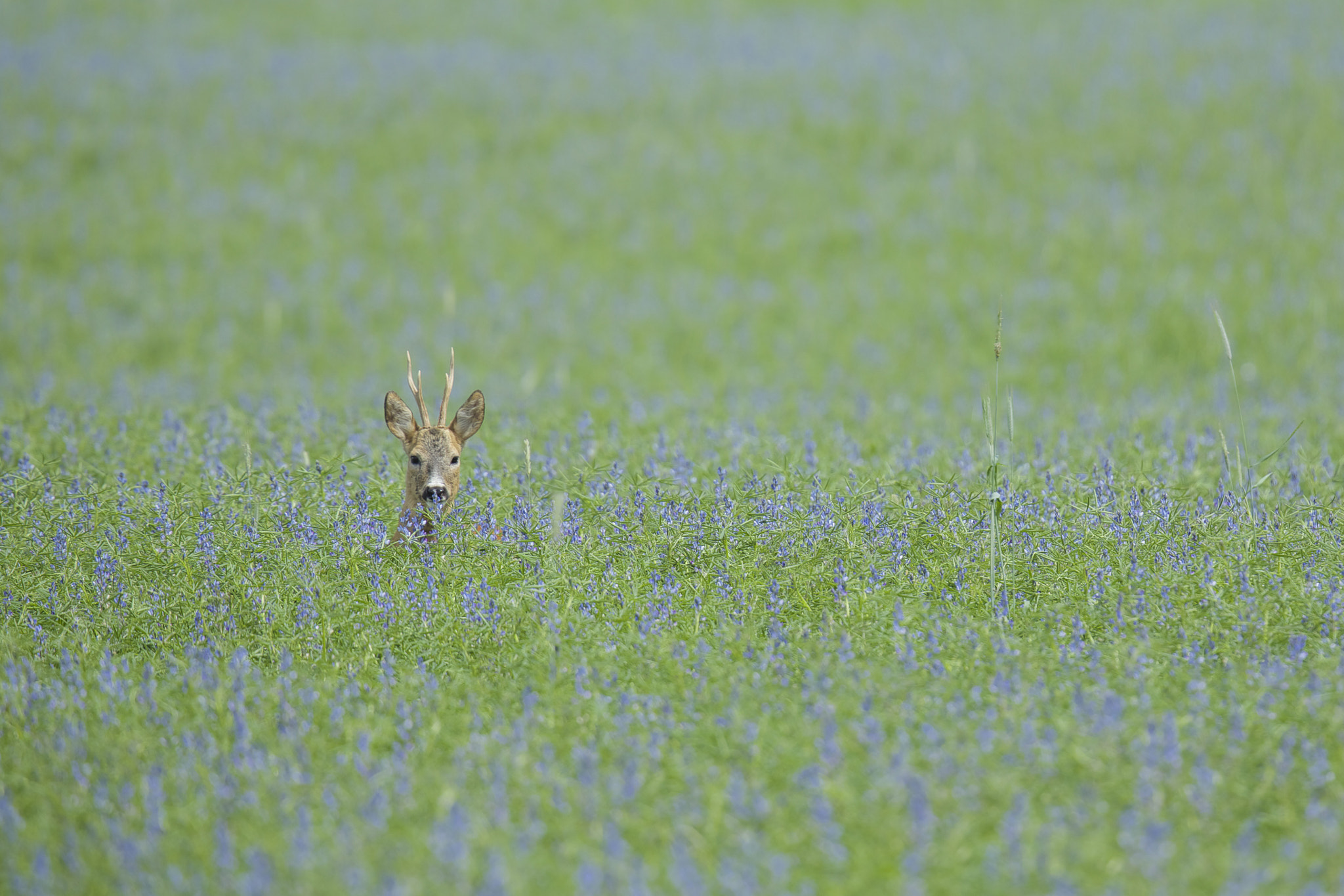 Deer in field of wild flowers