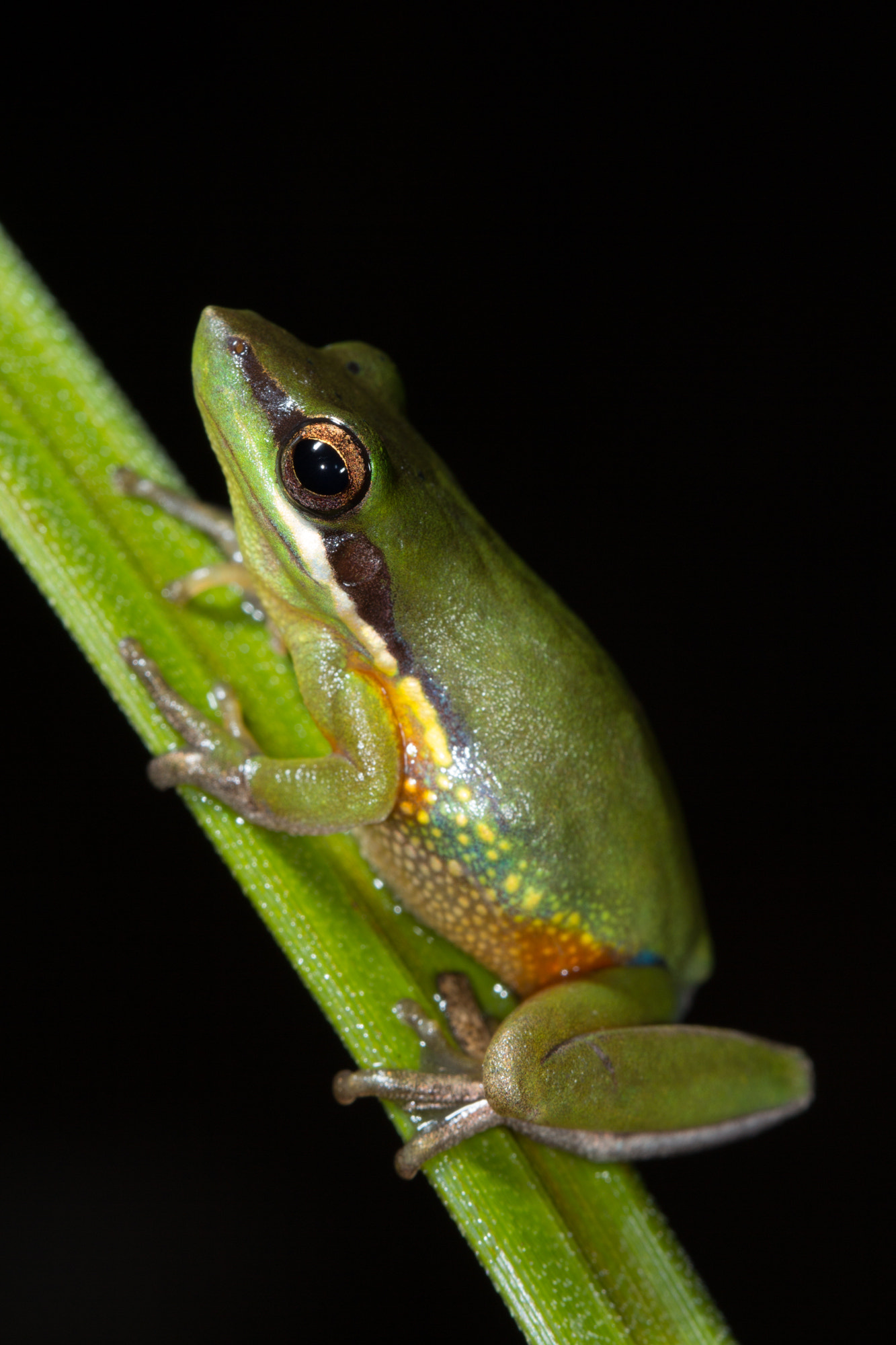 Olongburra frog