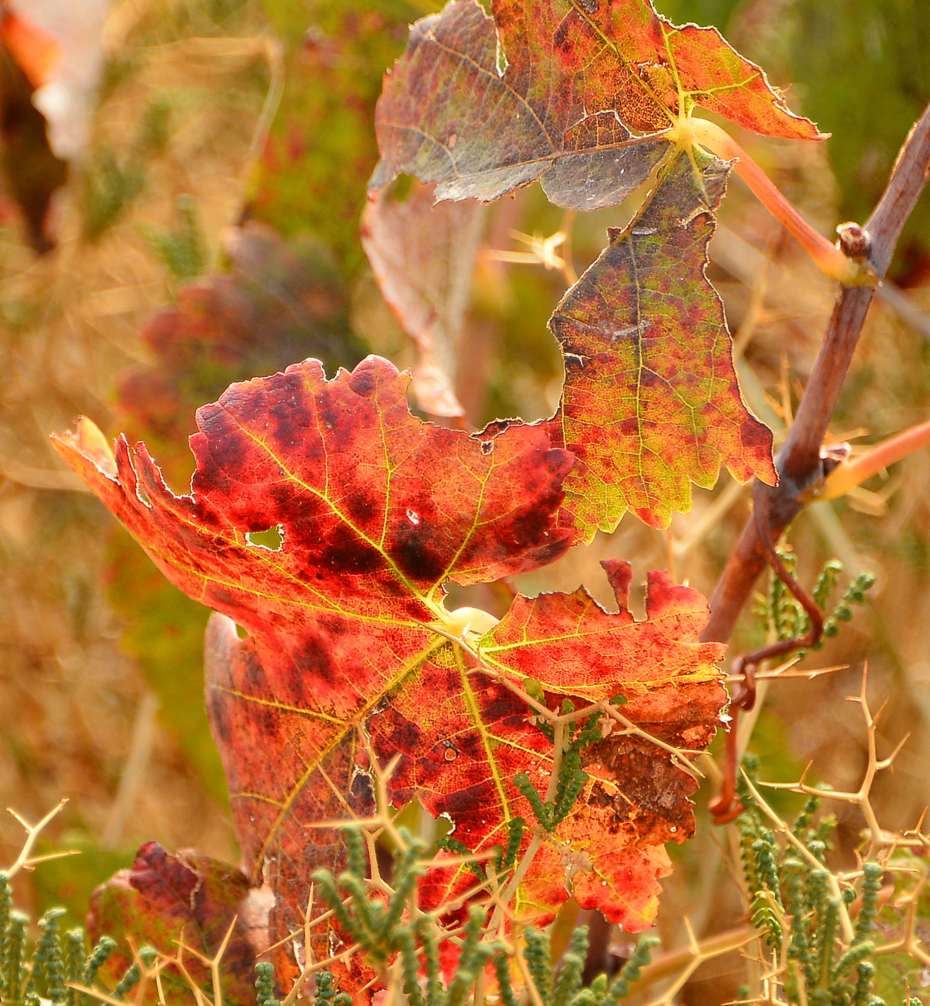 Autumn