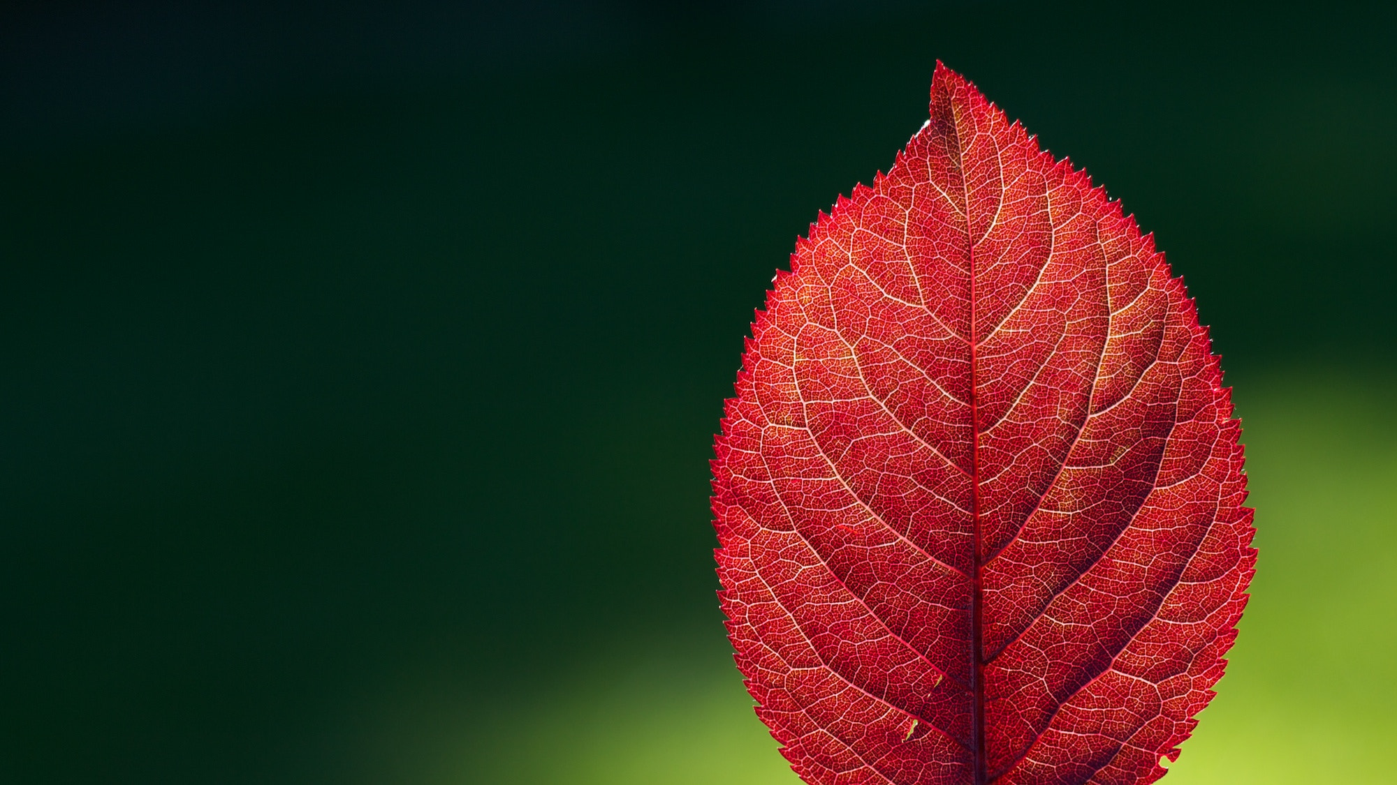 Hoja Roja