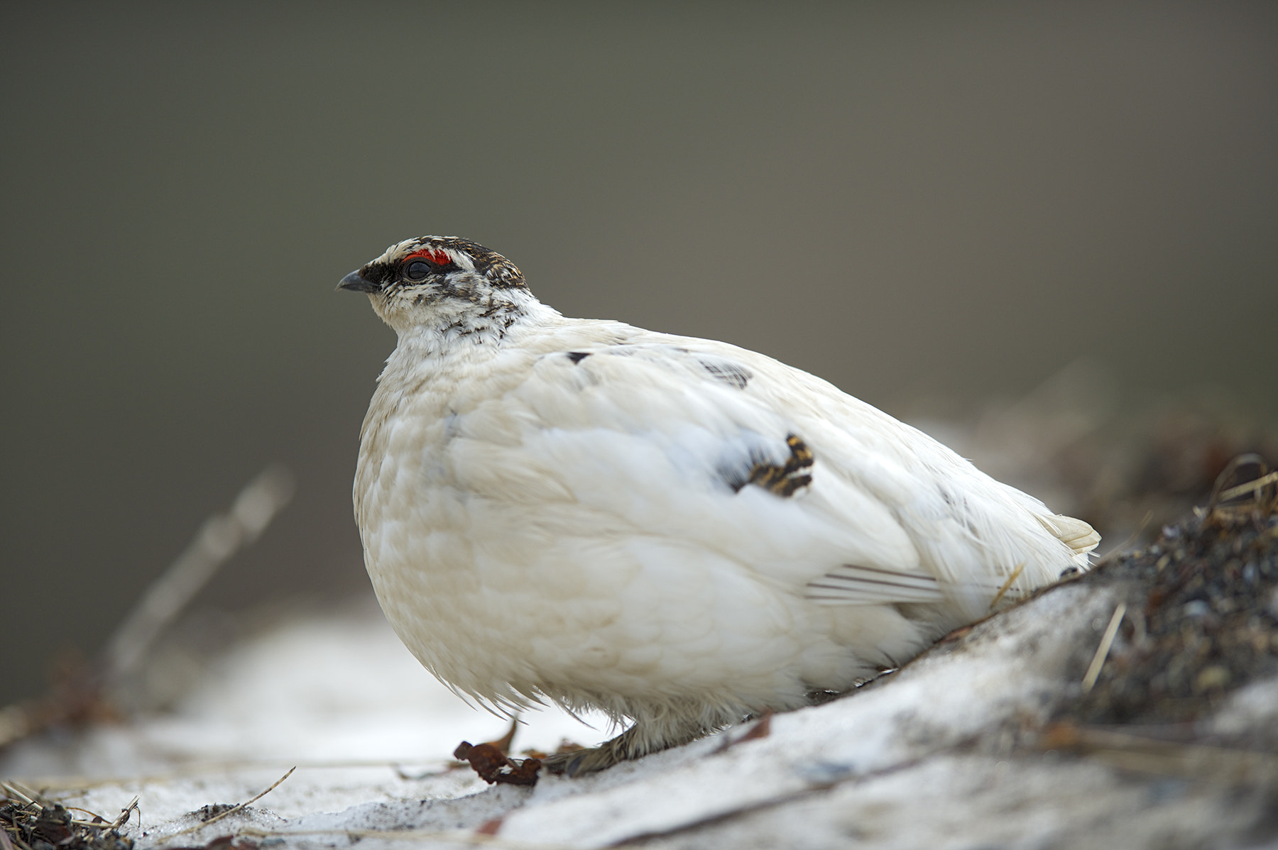 alaska-state-bird-spotted-tail-outdoors