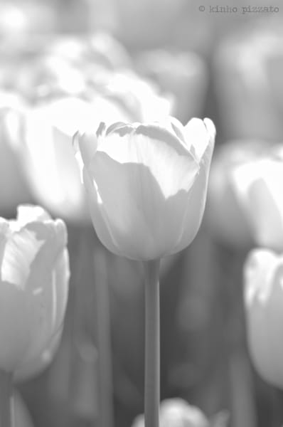 White Tulip