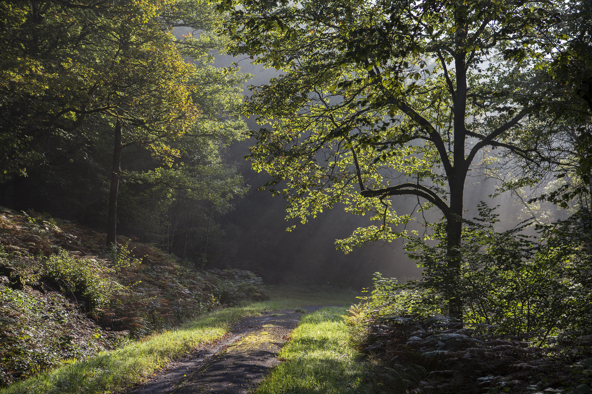 foret ardennaise  5