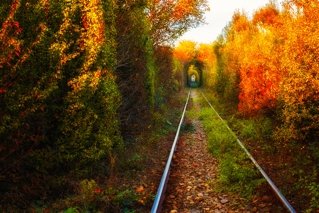 Autumn Love Tunnel by Alexandru Mahu on 500px.com