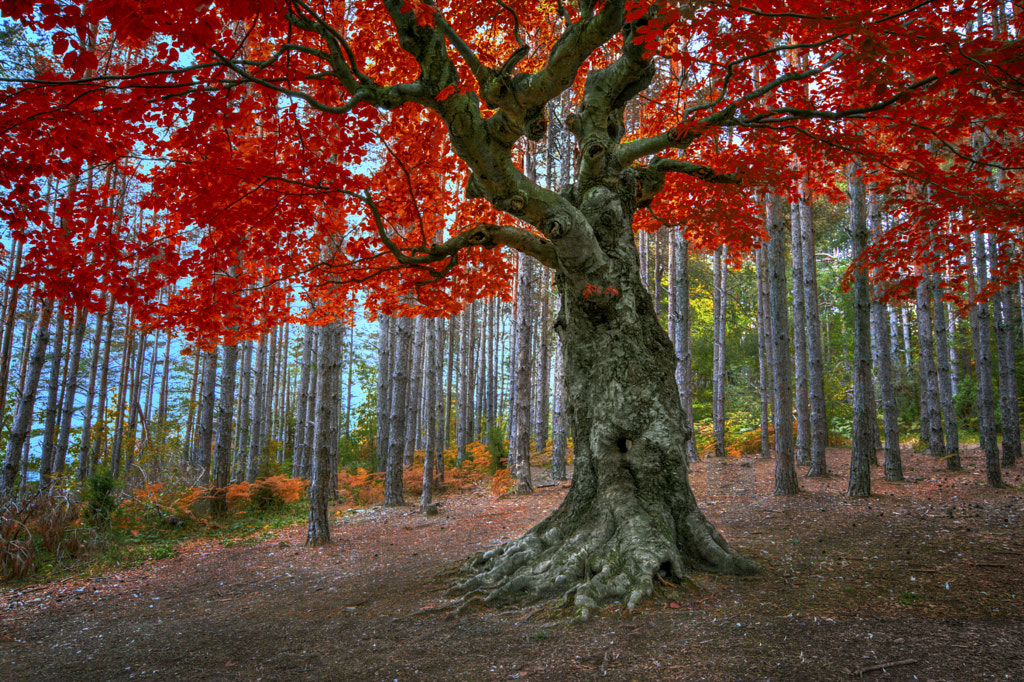 The guardian of the forest by Mariana Stefanova on 500px.com