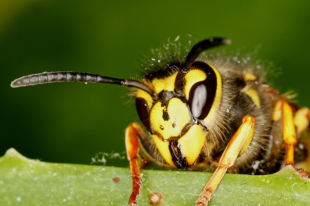 macro-photography - Not Evil by Robert K. Baggs on 500px.com