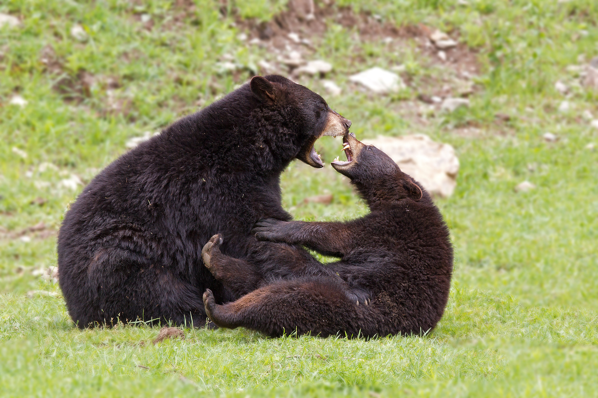 Roar Wars - Black Bear