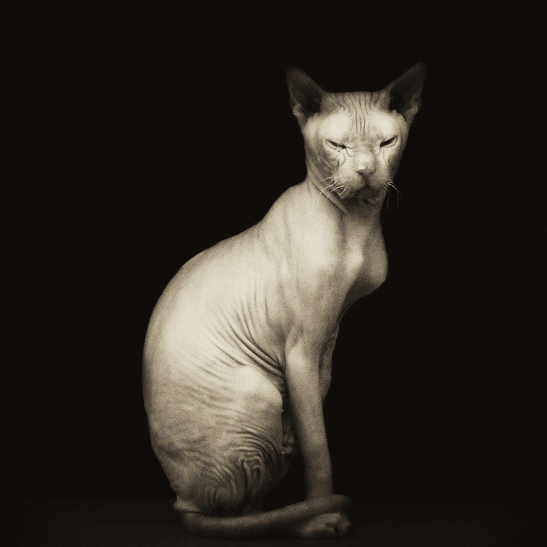 Portrait of sphynx