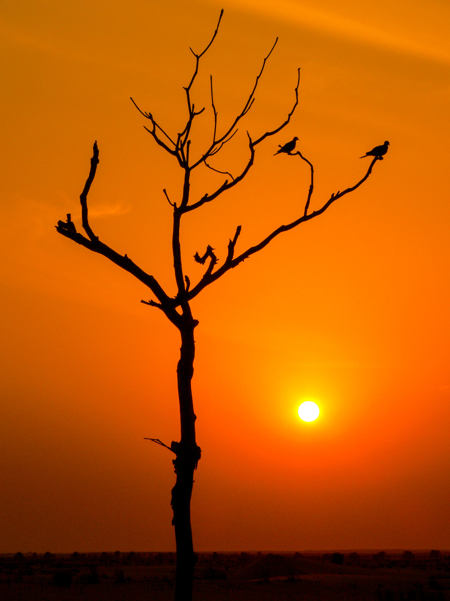 Diying tree