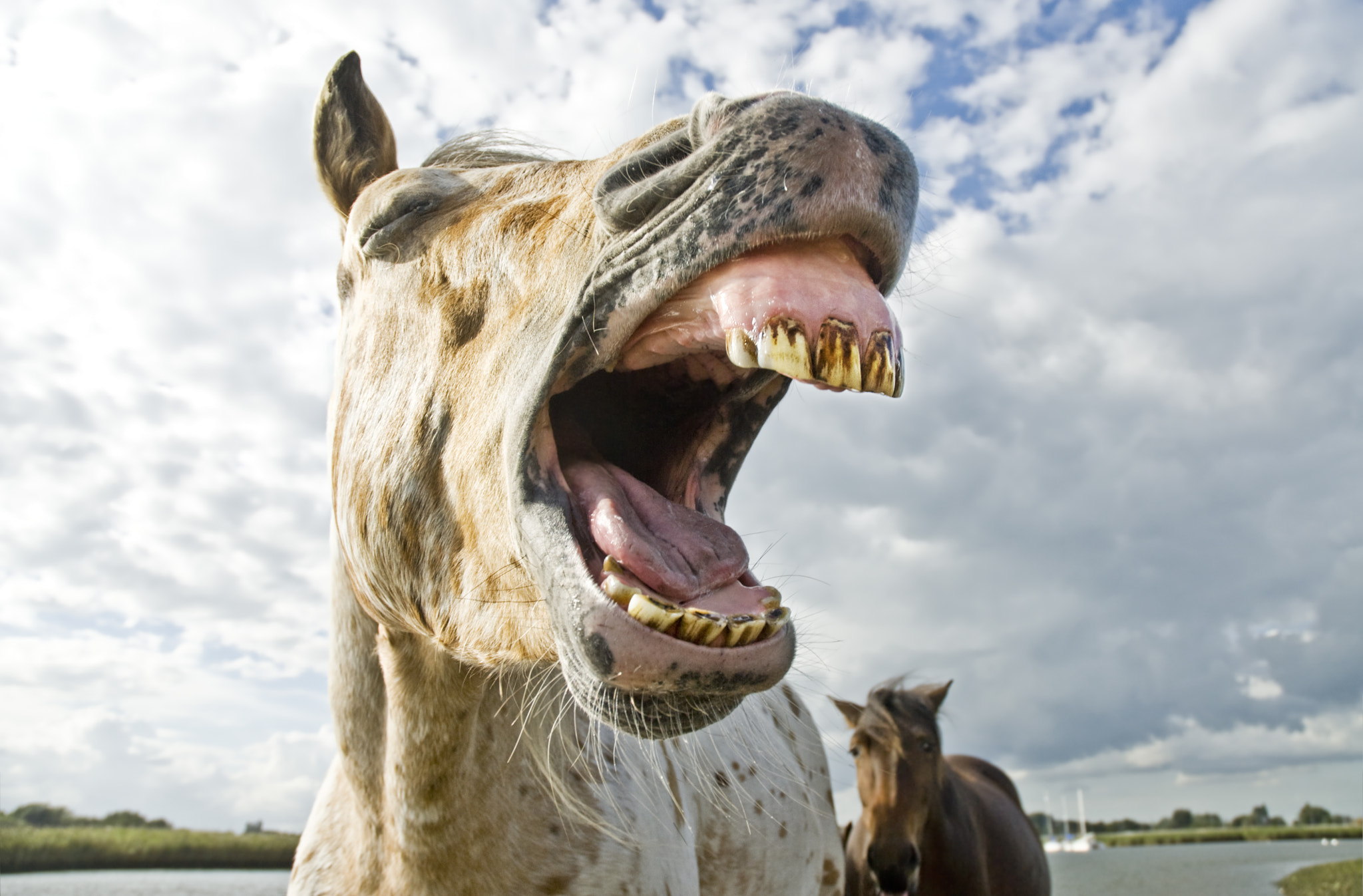 Laughing Appaloosa