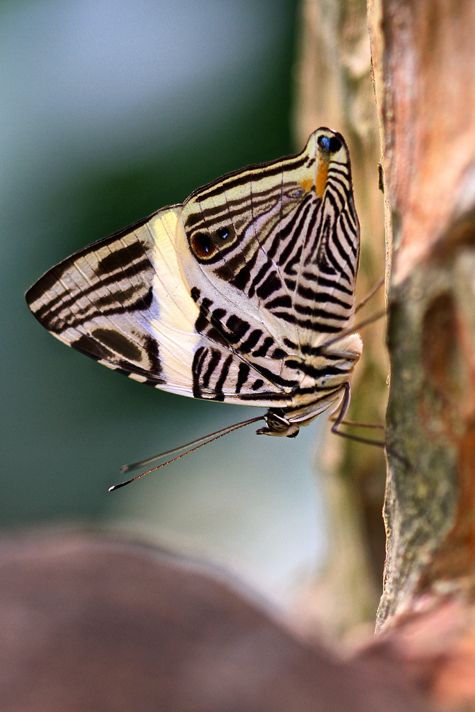 Butterfly. by Frank Vroom / 500px