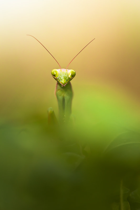 Jungle mantis