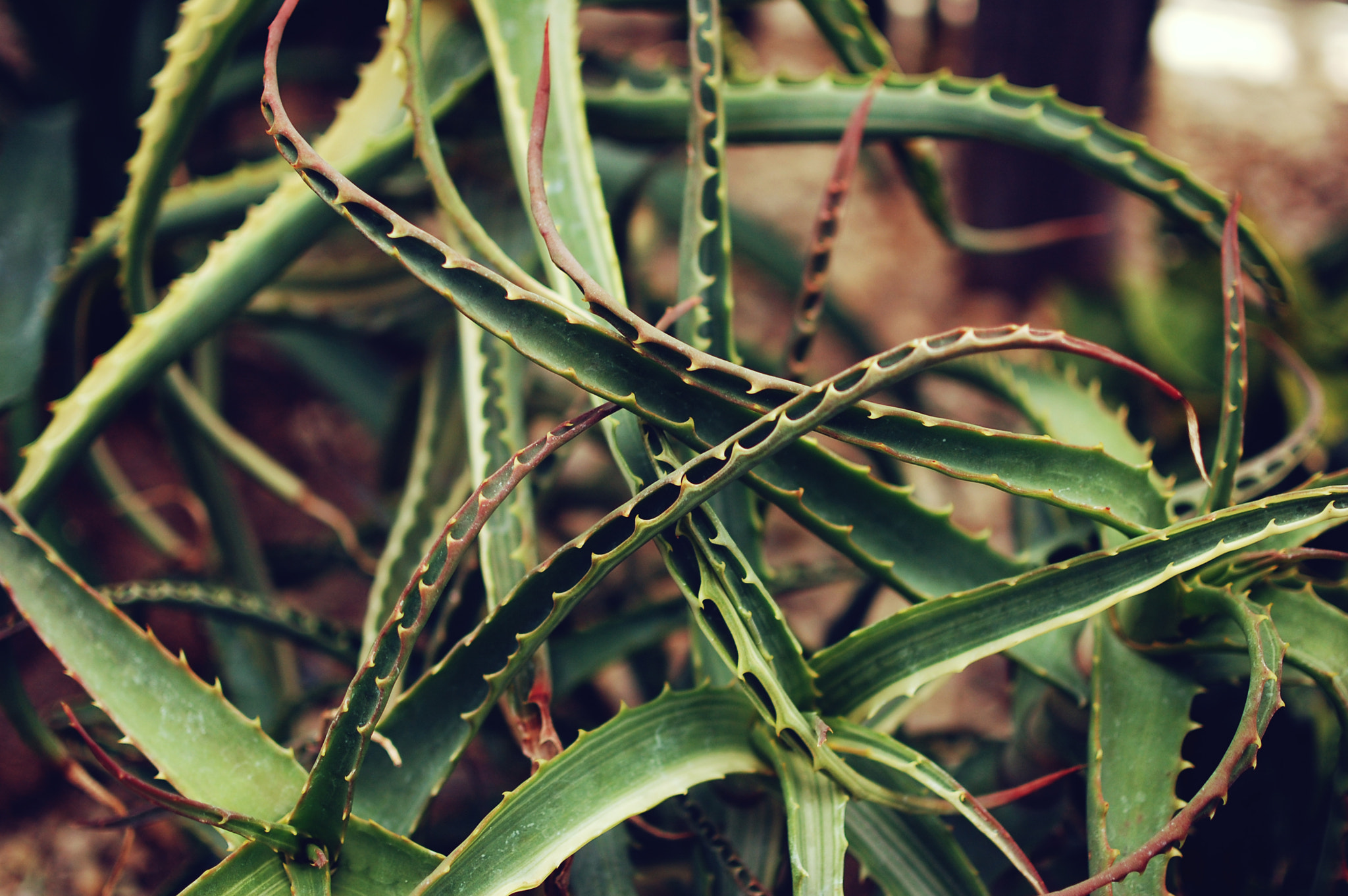 Nikon D40 sample photo. Succulents photography