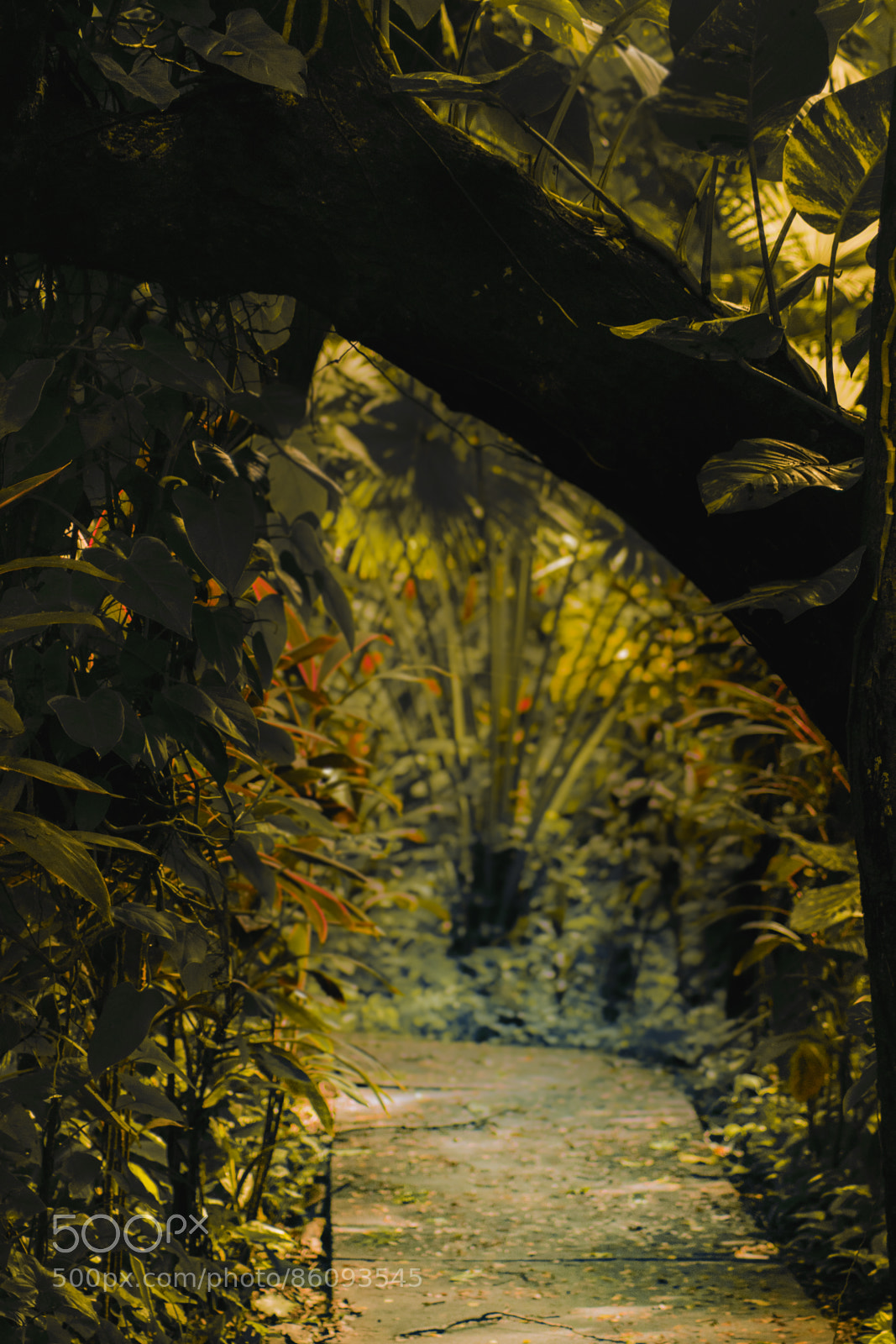 Nikon D5300 sample photo. Fairy path photography