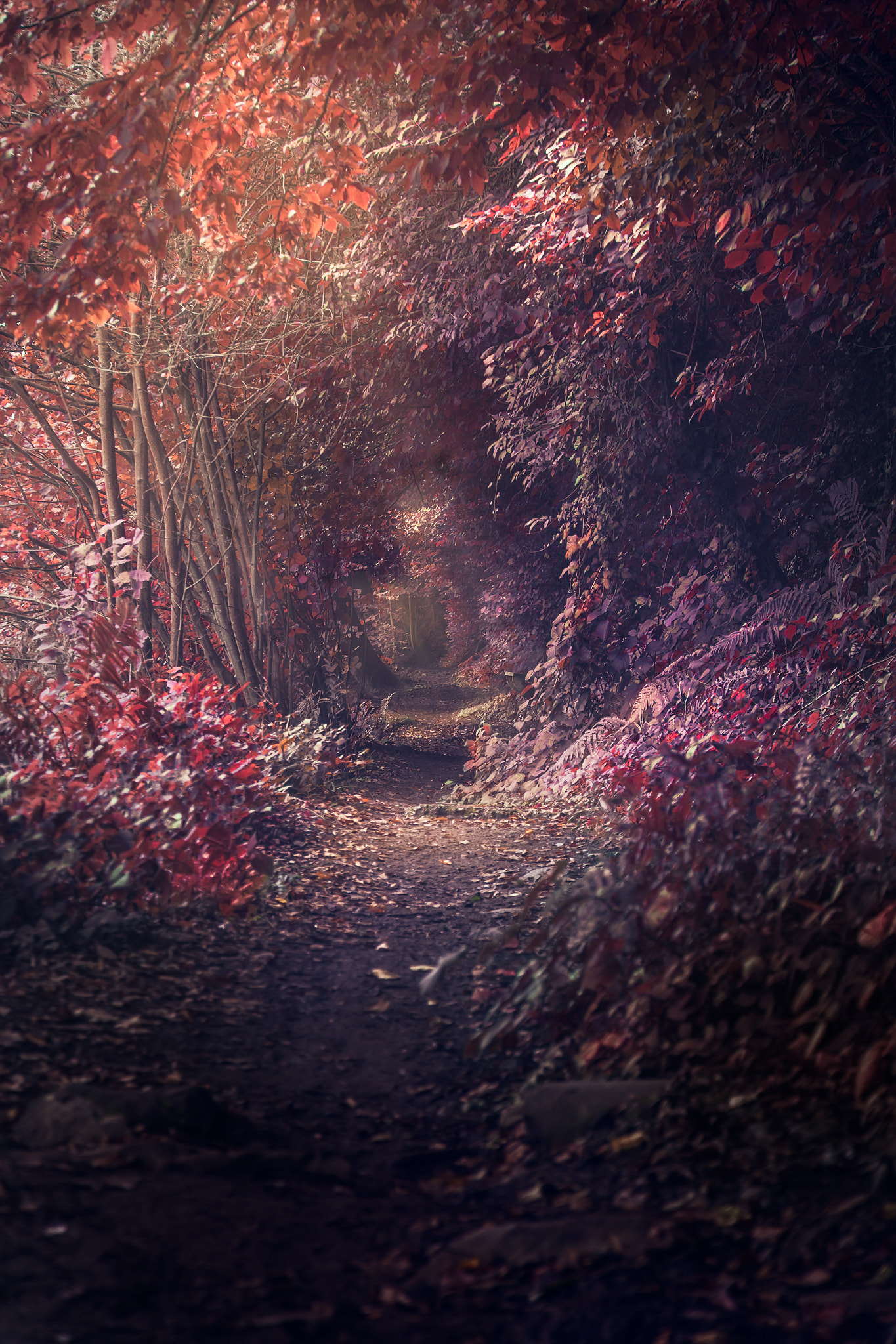 Canon EOS 50D sample photo. Fall morning photography
