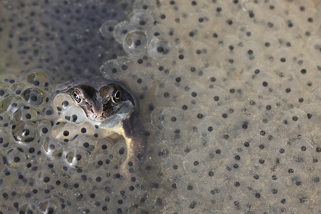 the spawn guard by Rolf Schmitz on 500px.com