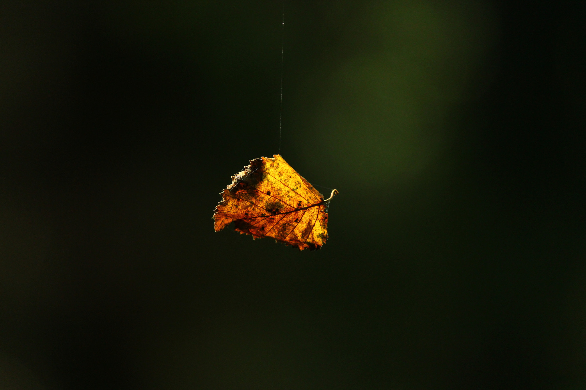 Leaf on a spiderthread