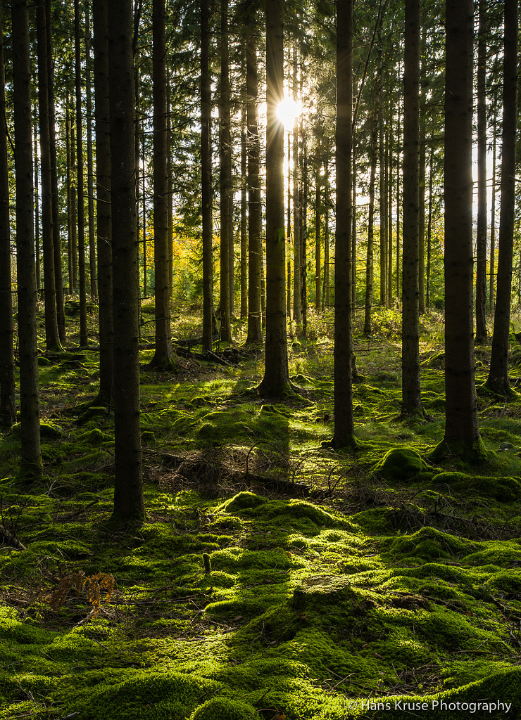 Swedish forrest by Hans Kruse / 500px