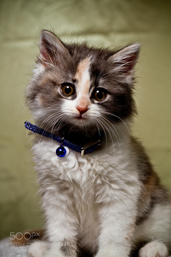 Cali the Kitten by Squid Vicious