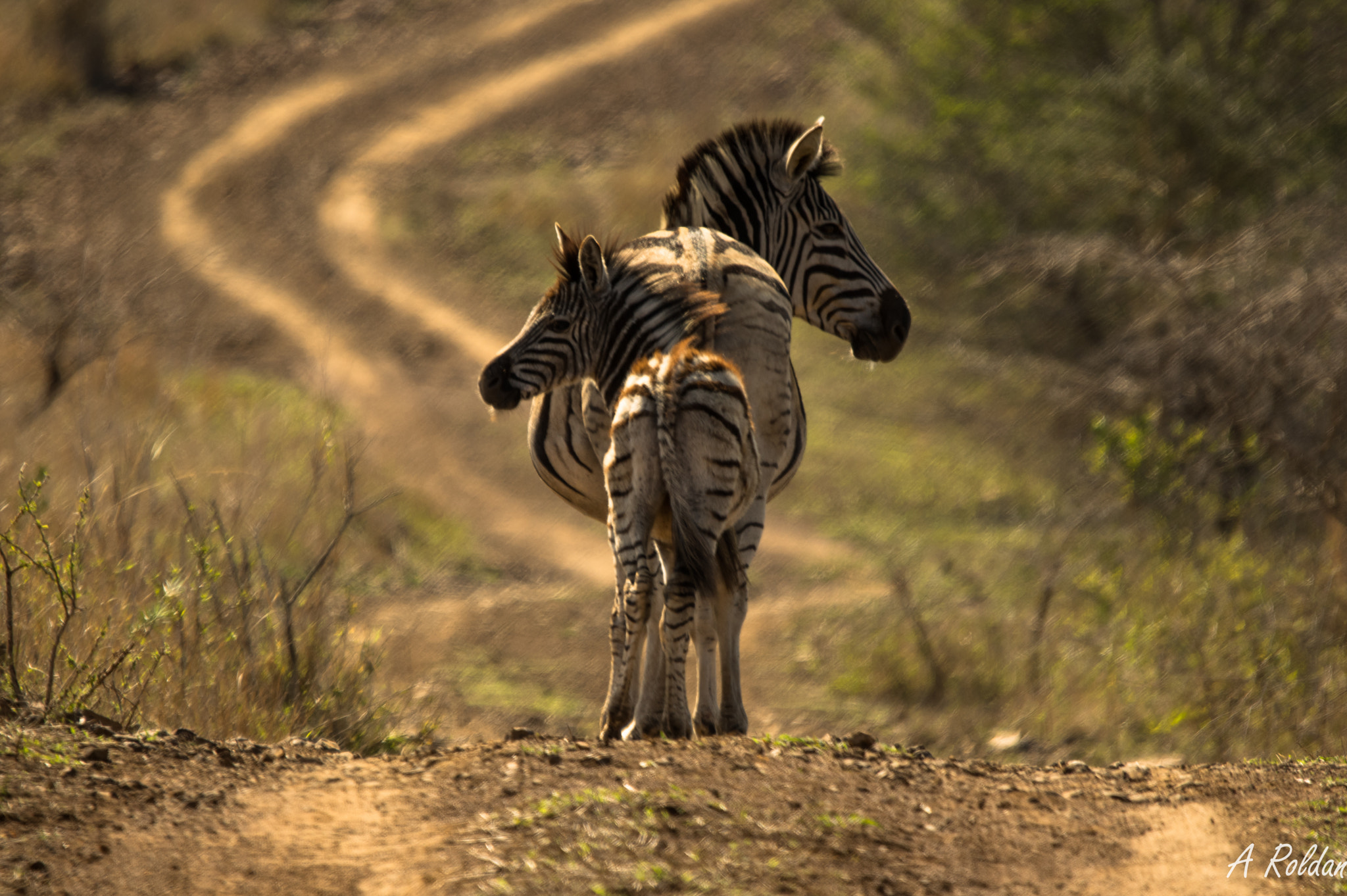 Zebra crossing