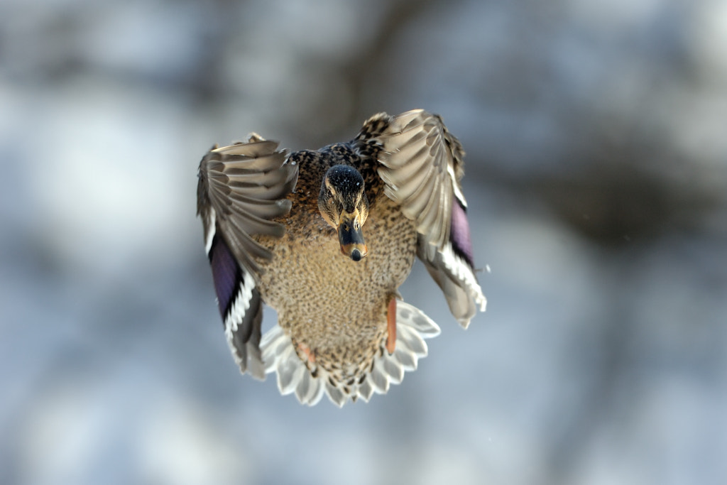 Come on by Bert  de Tilly on 500px.com