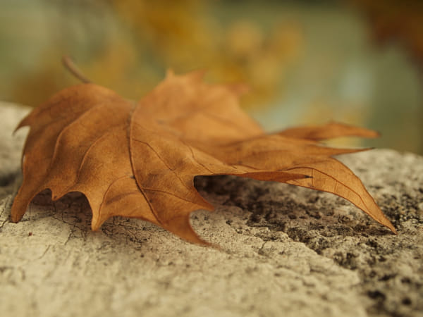 Fall by Laura Dinka on 500px.com